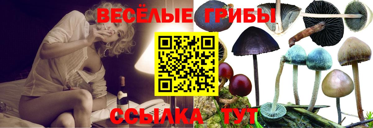 Псилоцибиновые грибы GOLDEN TEACHER Грозный